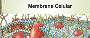 Membrana Celular: Definición, Estructura, Composición ...