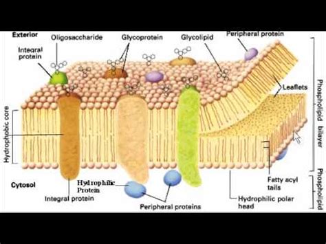 membrana celular.flv   YouTube