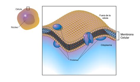 Membrana celular  membrana citoplasmática  | NHGRI