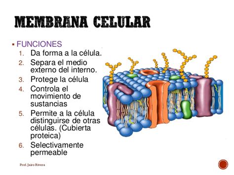 Membrana celular procesos de transporte