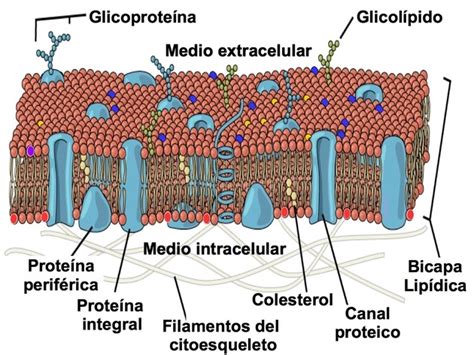 Membrana celular: qué es, características y función   Toda ...