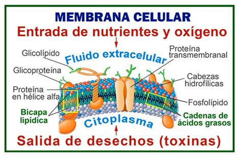 Membrana celular y sus partes y funciones