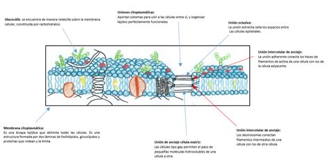 MEMBRANA CITOPLASMÁTICA: Estructura de la membrana ...
