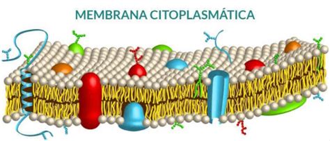 Membrana Citoplasmática: Estructura, Función Primaria ...