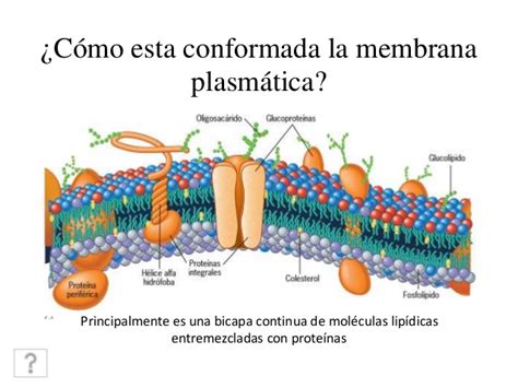 Membrana Plasmática  biología celular    Escuelapedia ...