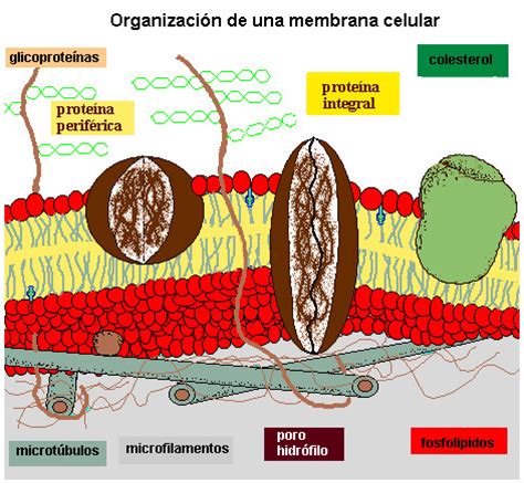 Membrana Plasmática | BLOG EDUCATIVO  LA CÉLULA