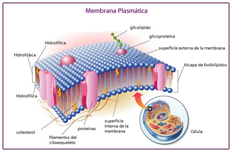 Membrana plasmática: Estructura y funciones