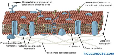 Membrana plasmática Función y Estructuras | Educándose En ...