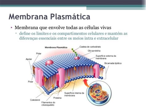 Membrana Plasmática. | Membrana Plasmática | Study