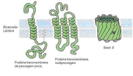 MEMBRANA PLASMÁTICA: Proteínas da Membrana