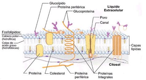 Membrana Plasmática   Vida Biología