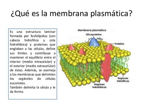 Membrana plasmatica y mitocondria