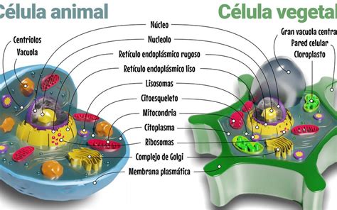 membrana plasmatica y pared celular   Hay Diferencia