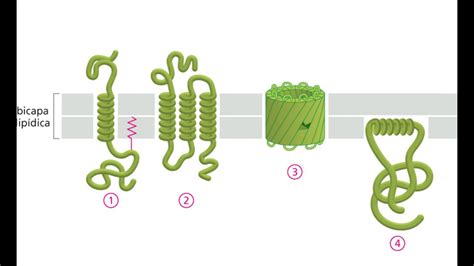 Membranas Biológicas  5/8 : Proteínas de membrana ...
