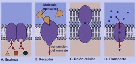 Membranas celulares, importancia y estructura química