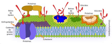 Membranas Celulares: LIPIDOS