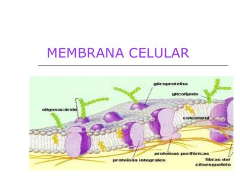 membranas celulares y mecanismos