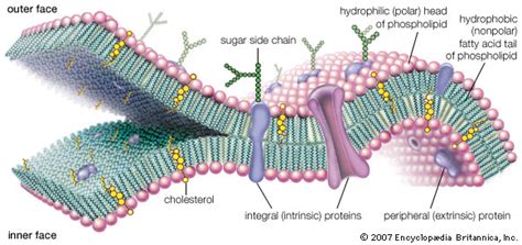 membrane | Definition, Structure, & Functions | Britannica.com