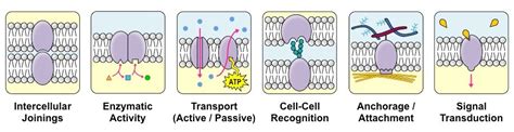 Membrane Proteins | BioNinja