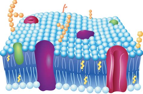 Membrane Proteins | CK 12 Foundation