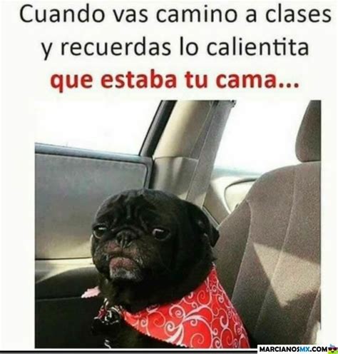 Memes en español en 2020 | Memes de perros graciosos, Memes, Memes ...
