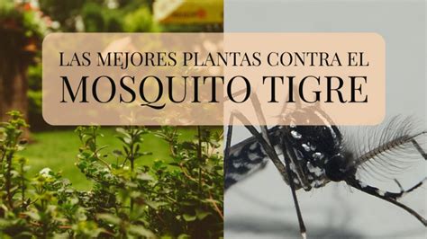 menos plagas | Las 14 mejores plantas contra el mosquito tigre