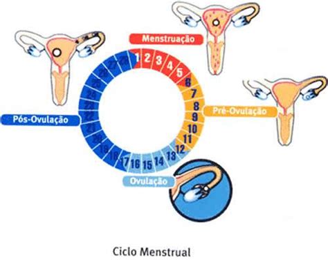 Menstruação | Tudo Sobre o Ciclo Menstrual da Mulher