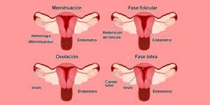 Menstruación signo de salud   Centro Lamor