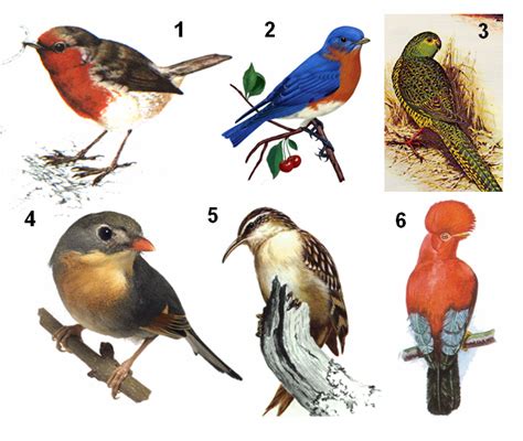 ¡Menudos pájaros estamos hechos! | La Ciencia y sus Demonios