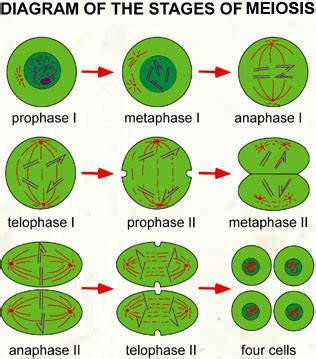 Meosis and Mitosis: What is Meiosis?