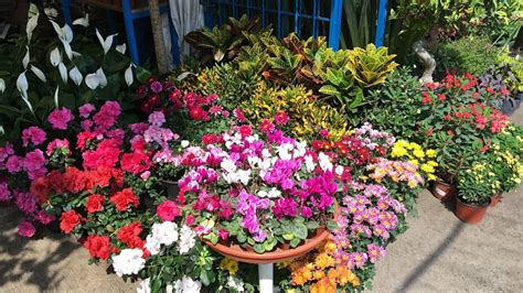 Mercado de Flores y Plantas de Cuemanco  Cuemanco s ...