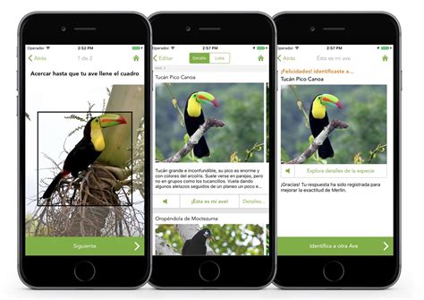 ¡Merlin Bird ID, aplicación gratuita de identificación de aves ya está ...
