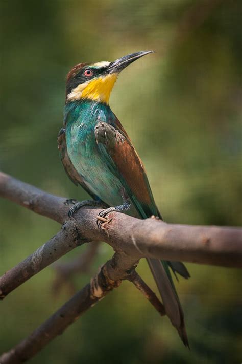 Merops apiaster | Bee eater, Bird, Animals