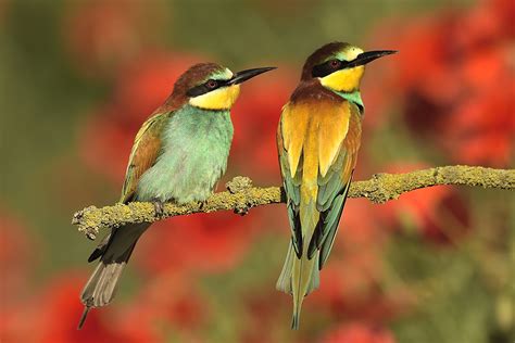 Merops apiaster Foto & Bild | natur Bilder auf fotocommunity