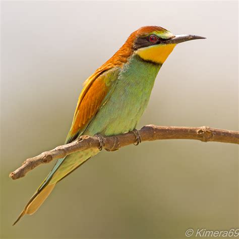 Merops apiaster | JuzaPhoto