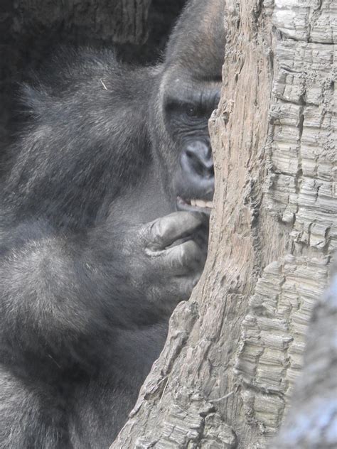 MERRY@SYRACUSE: NYC: Lowland Gorillas at Bronx Zoo