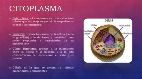 Metabolismo celular: citoplasma, lisosomas y peroxisomas