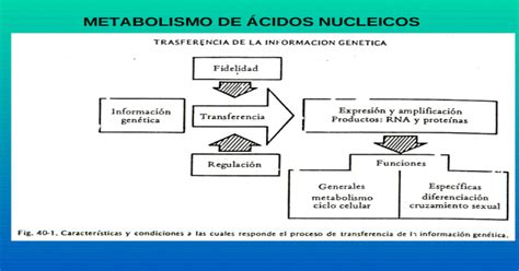 METABOLISMO DE ÁCIDOS NUCLEICOS   [PPT Powerpoint]