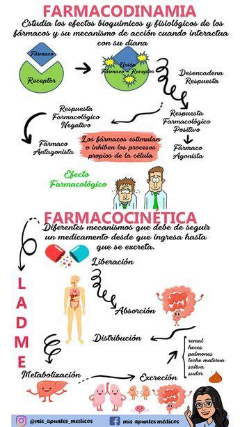 Metoclopramida  With images  | Medicine student, Pharmacology, Medicine ...