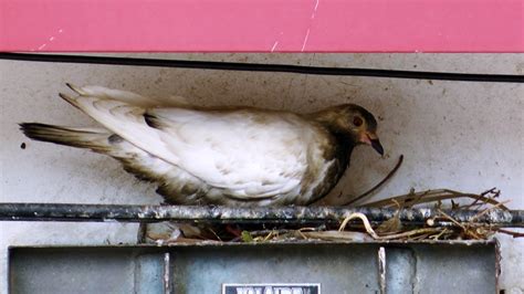 Métodos de control de aves: Plaga de palomas   Ahuyentar pájaros