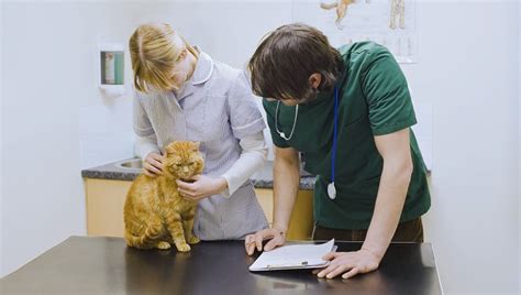 Metronidazol für Katzen: Verwendung, Dosierung und ...