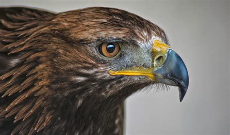 México alberga 22 águilas, especies rapaces diurnas poco ...