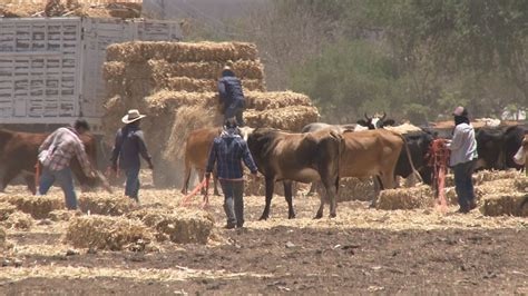 México busca ganadería sustentable para evitar degradación ...