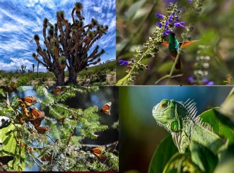 México con gran biodiversidad que hay que conservar: CONANP