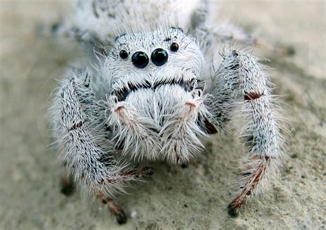 México cuenta con 5 % de diversidad de arañas