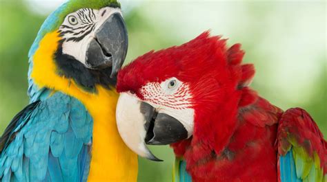 México cuida más de mil especies de aves que se encuentran en peligro ...