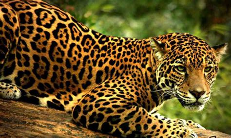 México es primer lugar mundial… en cantidad de especies en peligro de ...