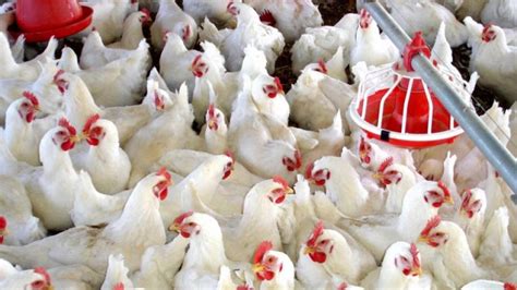 México: La producción de carne de ave creció 4,0% en ...