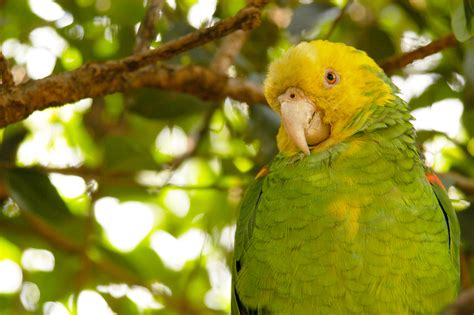 México ofrece avistamiento de hasta mil 96 especies de aves ...