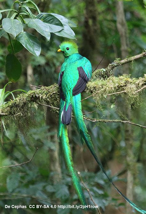 México ofrece avistamiento de hasta mil 96 especies de aves ...